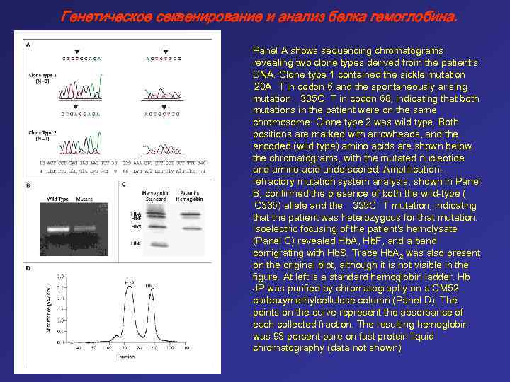 Генетическое секвенирование и анализ белка гемоглобина. Panel A shows sequencing chromatograms revealing two clone