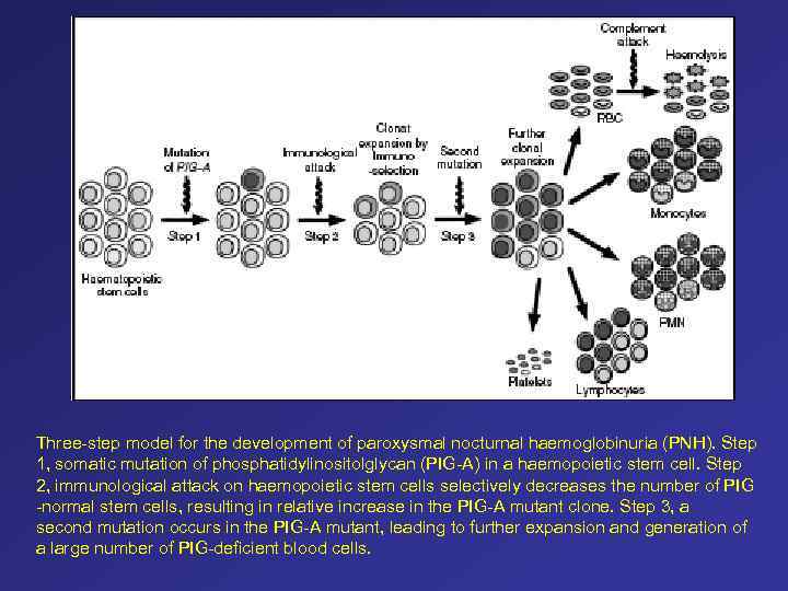 Three-step model for the development of paroxysmal nocturnal haemoglobinuria (PNH). Step 1, somatic mutation