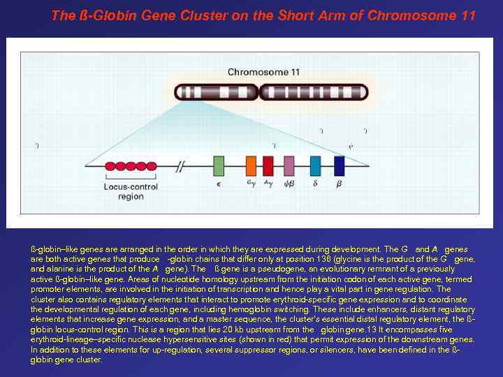 The ß-Globin Gene Cluster on the Short Arm of Chromosome 11 ß-globin–like genes are