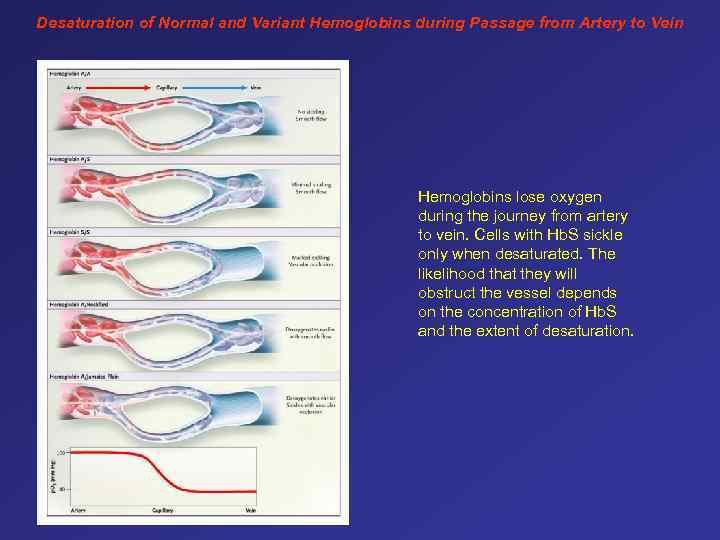 Desaturation of Normal and Variant Hemoglobins during Passage from Artery to Vein Hemoglobins lose