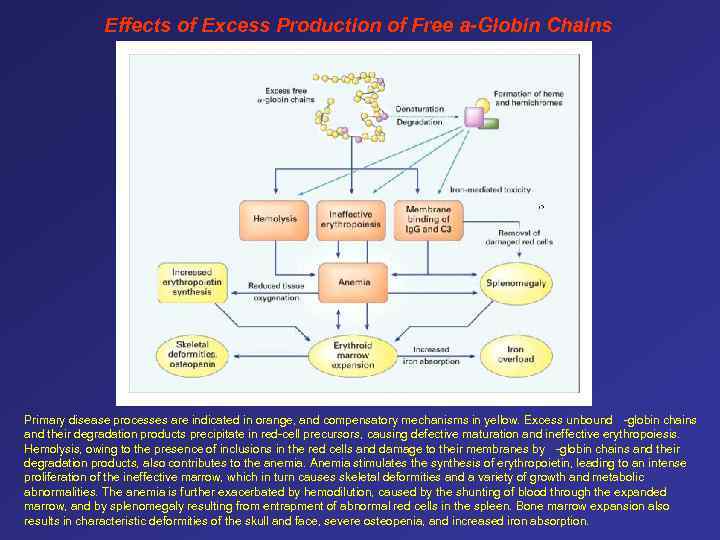 Effects of Excess Production of Free a-Globin Chains Primary disease processes are indicated in