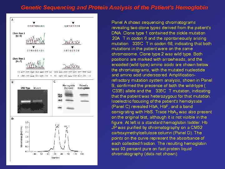 Genetic Sequencing and Protein Analysis of the Patient's Hemoglobin Panel A shows sequencing chromatograms