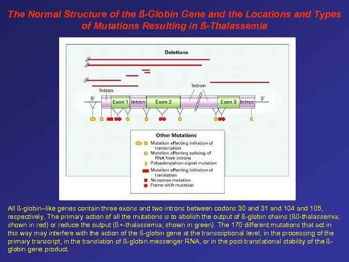 The Normal Structure of the ß-Globin Gene and the Locations and Types of Mutations