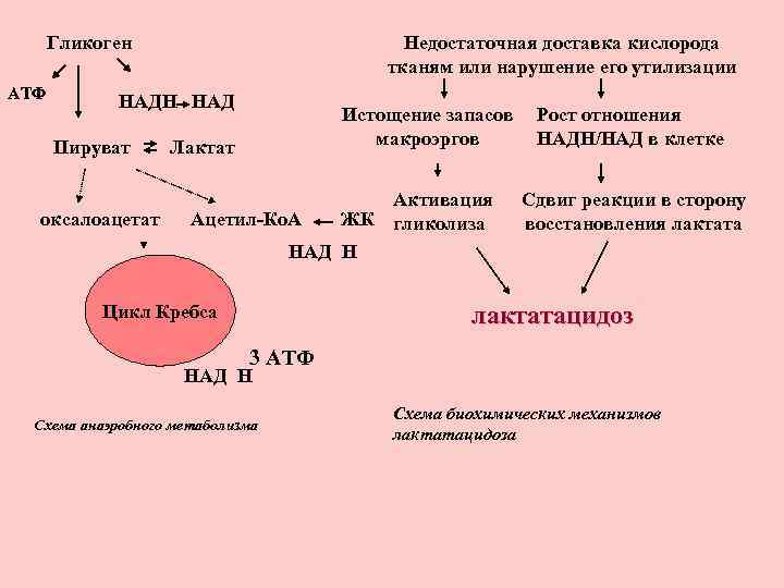 Гликоген АТФ Недостаточная доставка кислорода тканям или нарушение его утилизации НАДН НАД Пируват оксалоацетат