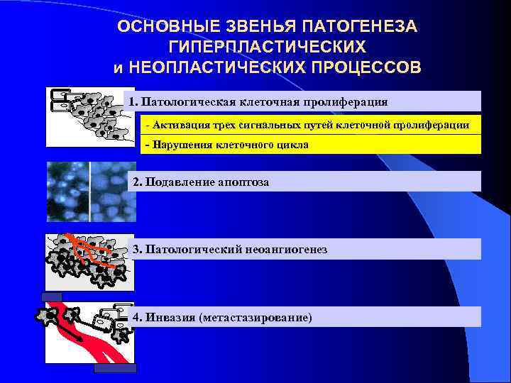 ОСНОВНЫЕ ЗВЕНЬЯ ПАТОГЕНЕЗА ГИПЕРПЛАСТИЧЕСКИХ и НЕОПЛАСТИЧЕСКИХ ПРОЦЕССОВ 1. Патологическая клеточная пролиферация - Активация трех