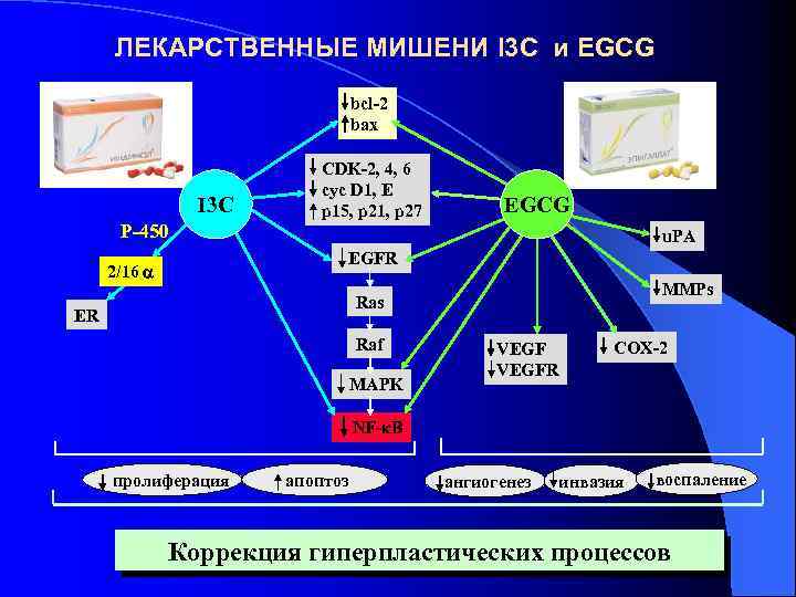 ЛЕКАРСТВЕННЫЕ МИШЕНИ I 3 C и EGCG bcl-2 bax I 3 C Р-450 СDK-2,