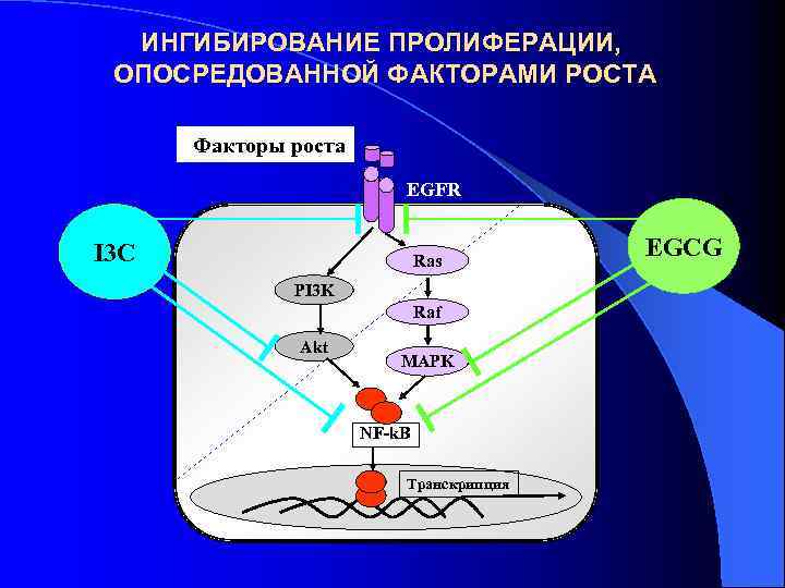ИНГИБИРОВАНИЕ ПРОЛИФЕРАЦИИ, ОПОСРЕДОВАННОЙ ФАКТОРАМИ РОСТА Факторы роста EGFR I 3 C Ras PI 3