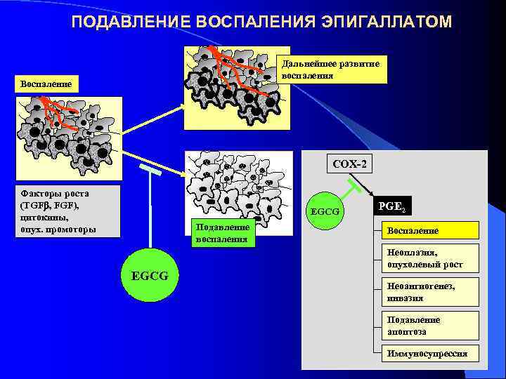 ПОДАВЛЕНИЕ ВОСПАЛЕНИЯ ЭПИГАЛЛАТОМ Дальнейшее развитие воспаления Воспаление COX-2 Факторы роста (TGFb, FGF), цитокины, опух.