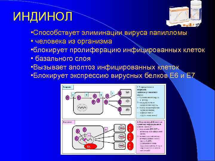 ИНДИНОЛ • Способствует элиминации вируса папилломы • человека из организма • блокирует пролиферацию инфицированных