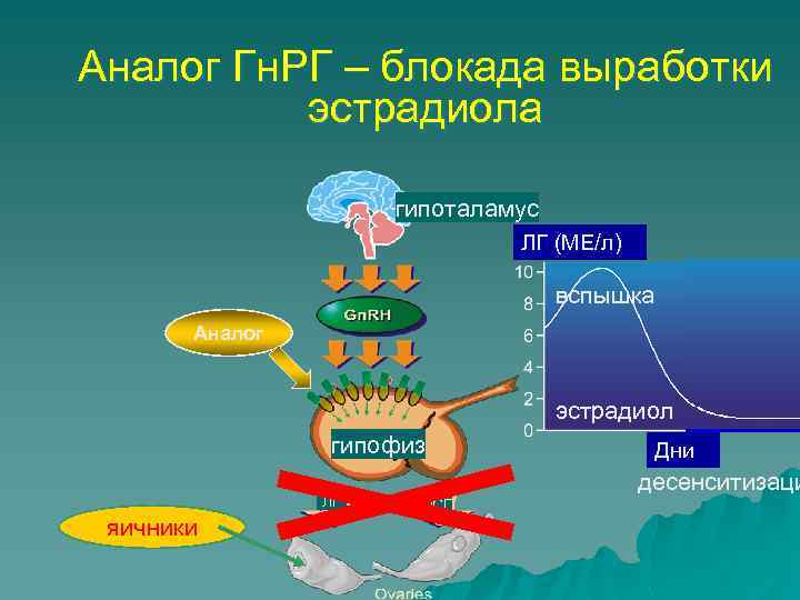 Аналог Гн. РГ – блокада выработки эстрадиола гипоталамус ЛГ (МЕ/л) вспышка Аналог эстрадиол гипофиз