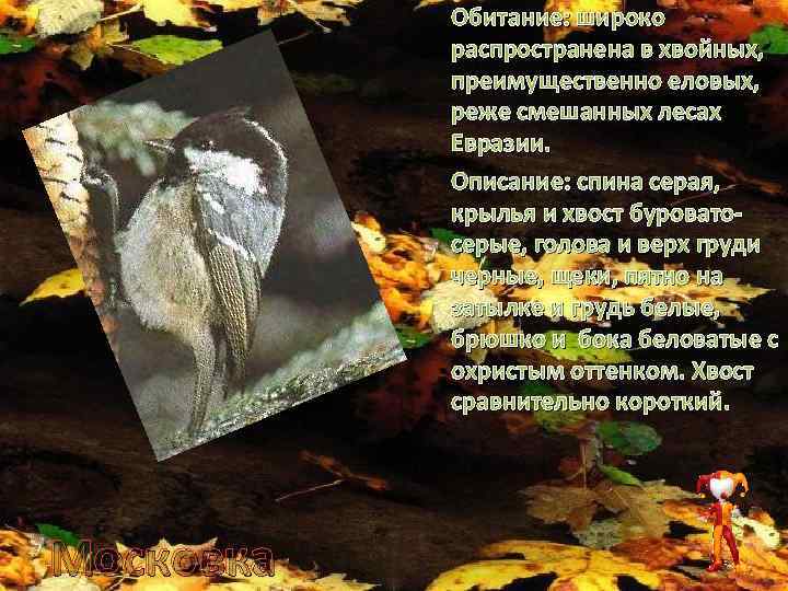 Обитание: широко распространена в хвойных, преимущественно еловых, реже смешанных лесах Евразии. Описание: спина серая,