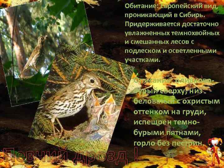 Обитание: Европейский вид, проникающий в Сибирь. Придерживается достаточно увлажненных темнохвойных и смешанных лесов с