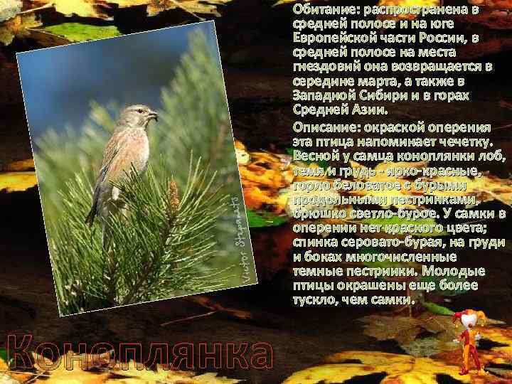 Коноплянка Обитание: распространена в средней полосе и на юге Европейской части России, в средней