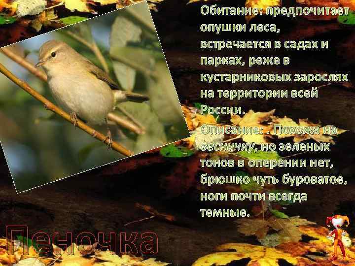 Пеночка Обитание: предпочитает опушки леса, встречается в садах и парках, реже в кустарниковых зарослях