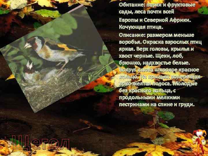 Обитание: парки и фруктовые сады, леса почти всей Европы и Северной Африки. Кочующая птица.