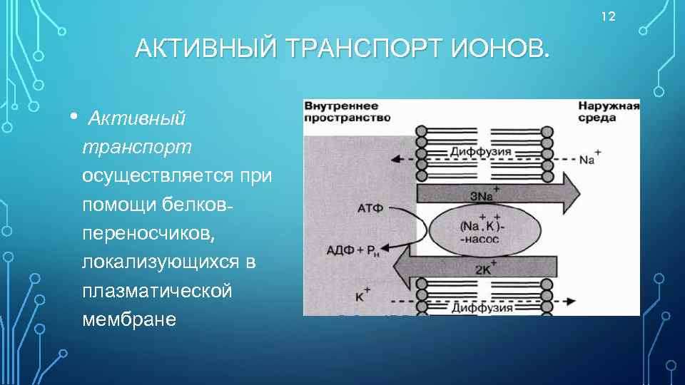 12 АКТИВНЫЙ ТРАНСПОРТ ИОНОВ. • Активный транспорт осуществляется при помощи белковпереносчиков, локализующихся в плазматической