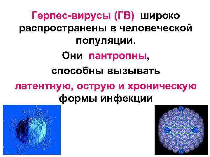 Герпес-вирусы (ГВ) широко распространены в человеческой популяции. Они пантропны, способны вызывать латентную, острую и