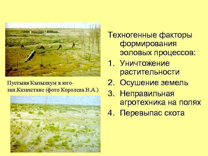 Пустыня Кызылкум в югозап. Казахстане (фото Королева В. А. ) Техногенные факторы формирования эоловых