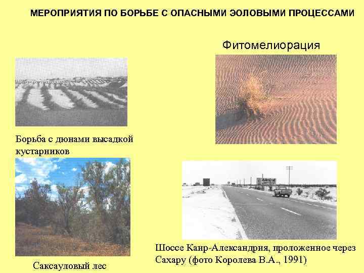 МЕРОПРИЯТИЯ ПО БОРЬБЕ С ОПАСНЫМИ ЭОЛОВЫМИ ПРОЦЕССАМИ Фитомелиорация Борьба с дюнами высадкой кустарников Саксауловый