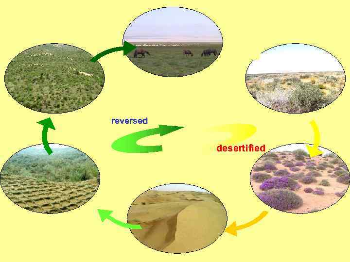 reversed desertified 