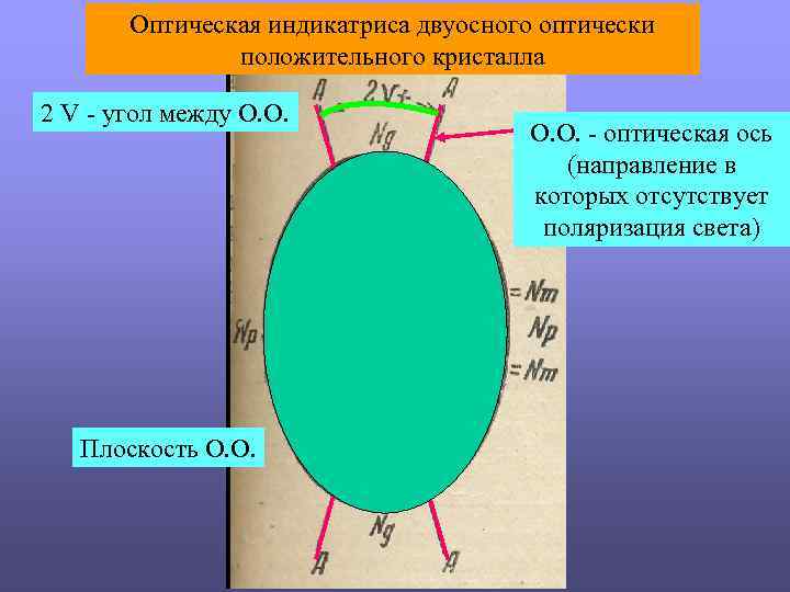 Оптическая индикатриса двуосного оптически положительного кристалла 2 V - угол между О. О. Плоскость
