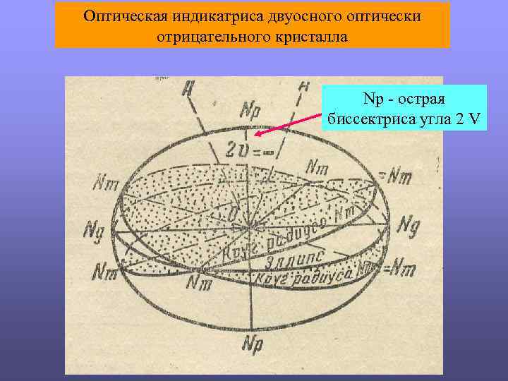 Оптическая индикатриса двуосного оптически отрицательного кристалла Np - острая биссектриса угла 2 V 