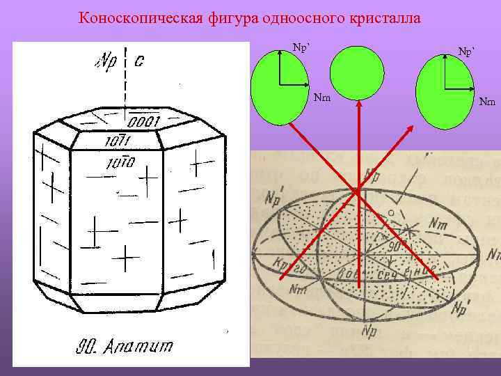 Коноскопическая фигура одноосного кристалла Np` Nm Nm 