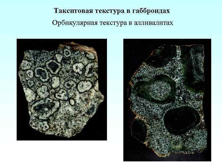 Такситовая текстура в габброидах Орбикулярная текстура в алливалитах 