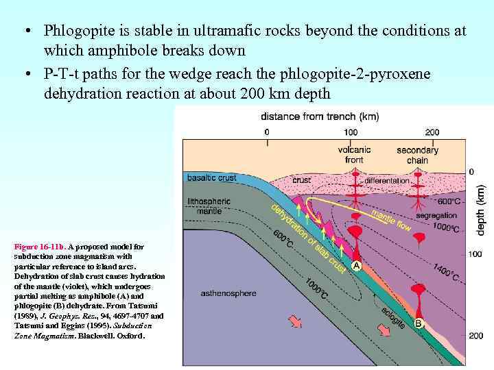  • Phlogopite is stable in ultramafic rocks beyond the conditions at which amphibole