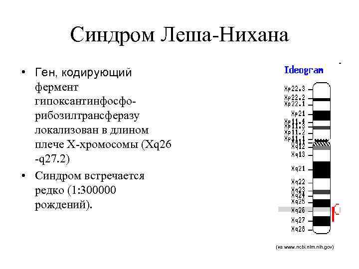 Синдром Леша-Нихана • Ген, кодирующий фермент гипоксантинфосфорибозилтрансферазу локализован в длином плече Х-хромосомы (Xq 26