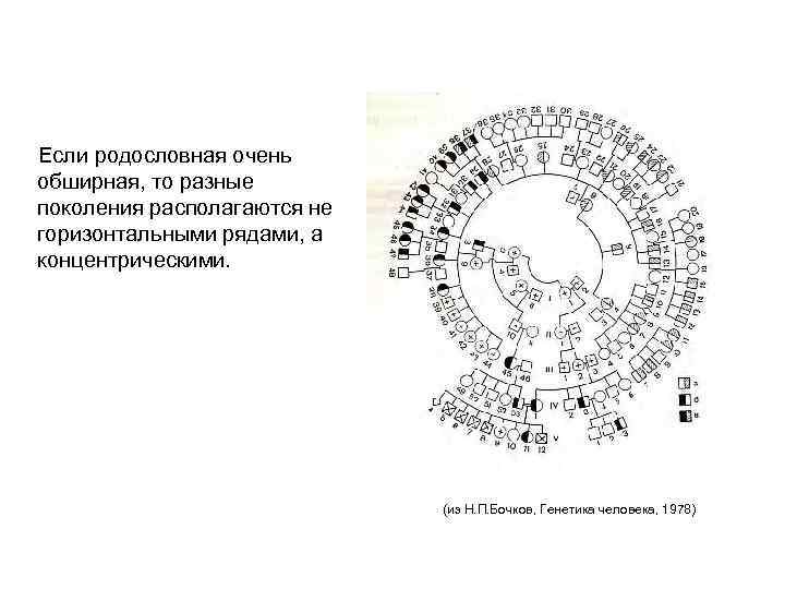 Если родословная очень обширная, то разные поколения располагаются не горизонтальными рядами, а концентрическими. (из