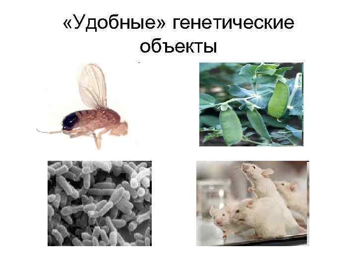  «Удобные» генетические объекты 