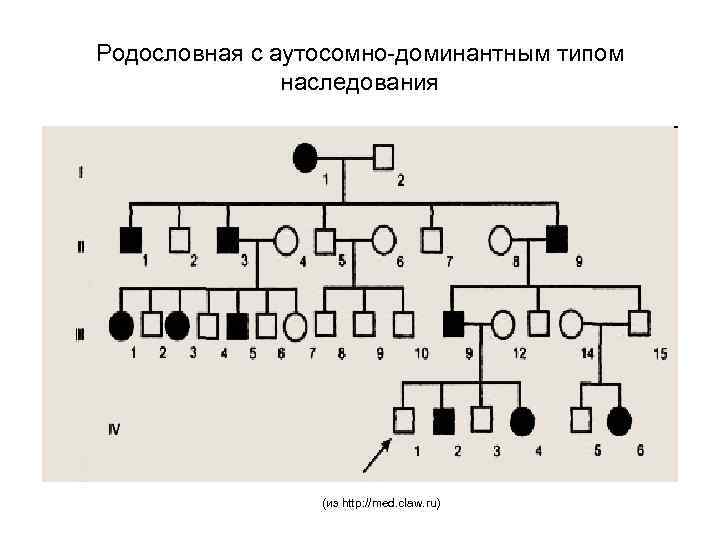 Родословная с аутосомно-доминантным типом наследования (из http: //med. claw. ru) 