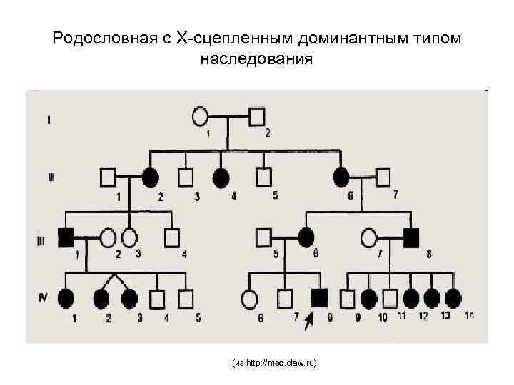 Родословная с Х-сцепленным доминантным типом наследования (из http: //med. claw. ru) 