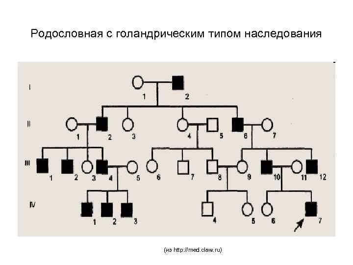 Родословная с голандрическим типом наследования (из http: //med. claw. ru) 