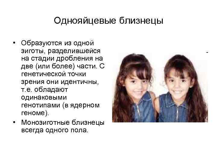 Однояйцевые близнецы • Образуются из одной зиготы, разделившейся на стадии дробления на две (или