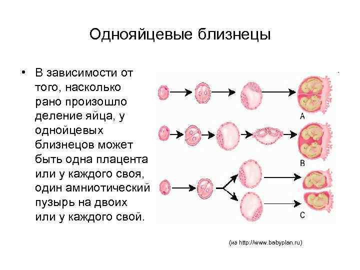Однояйцевые близнецы • В зависимости от того, насколько рано произошло деление яйца, у однойцевых