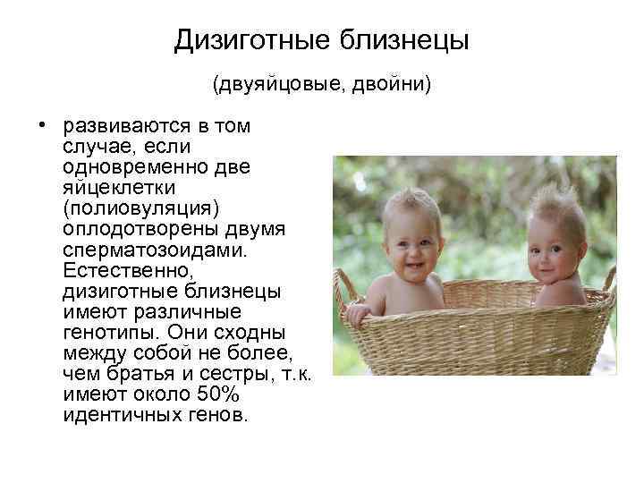 Дизиготные близнецы (двуяйцовые, двойни) • развиваются в том случае, если одновременно две яйцеклетки (полиовуляция)