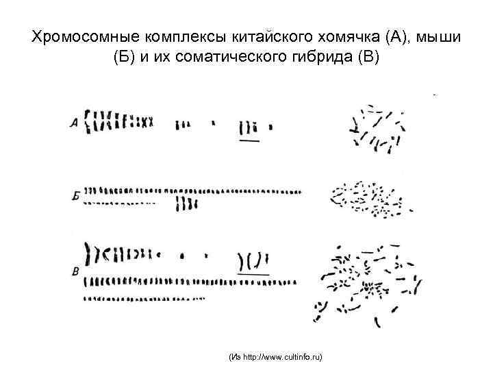 Хромосомные комплексы китайского хомячка (А), мыши (Б) и их соматического гибрида (В) (Из http: