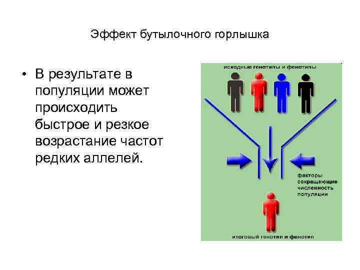 Эффект бутылочного горлышка • В результате в популяции может происходить быстрое и резкое возрастание