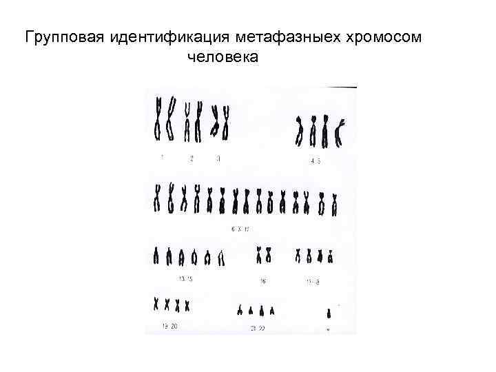 Групповая идентификация метафазныех хромосом человека 