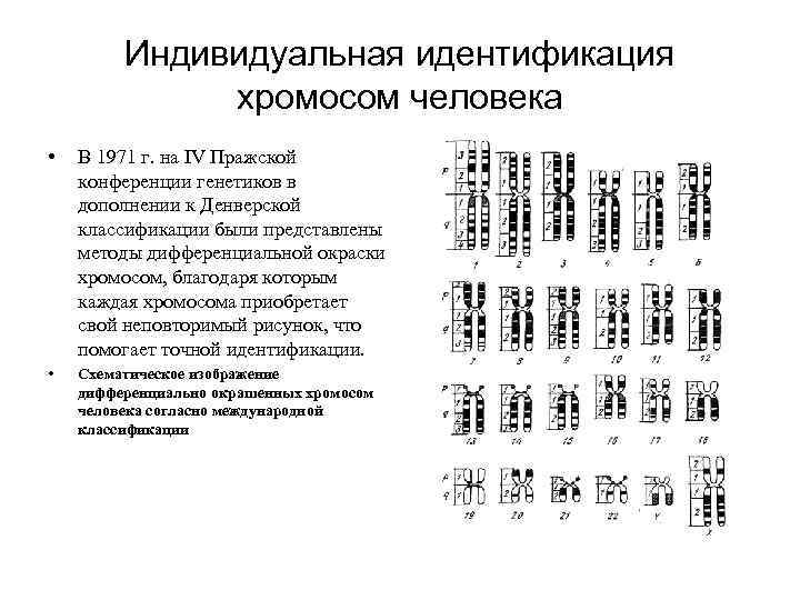 Индивидуальная идентификация хромосом человека • В 1971 г. на IV Пражской конференции генетиков в