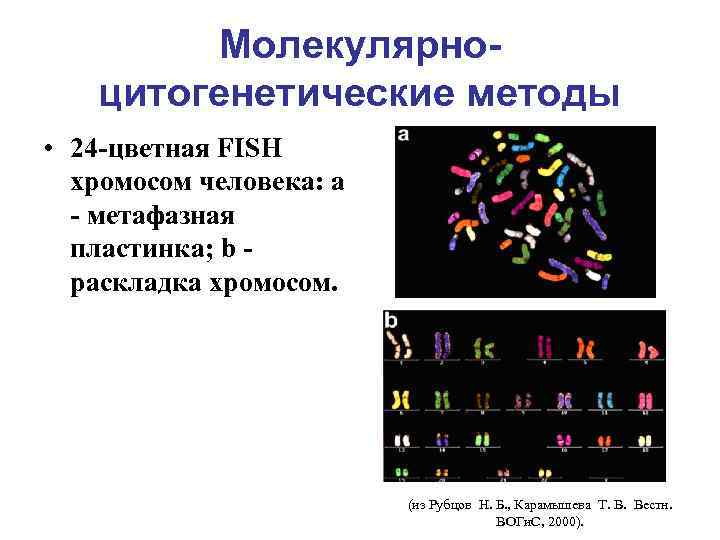 Молекулярноцитогенетические методы • 24 -цветная FISH хромосом человека: a - метафазная пластинка; b pаскладка