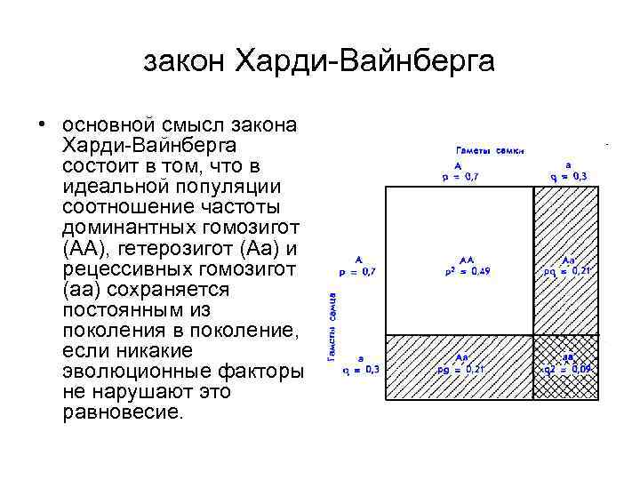 закон Харди-Вайнберга • основной смысл закона Харди-Вайнберга состоит в том, что в идеальной популяции