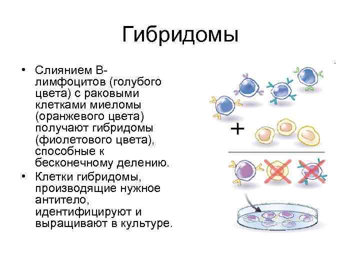 Гибридомы • Слиянием Bлимфоцитов (голубого цвета) с раковыми клетками миеломы (оранжевого цвета) получают гибридомы