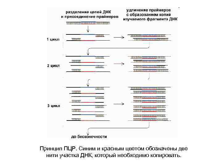 Принцип ПЦР. Синим и красным цветом обозначены две нити участка ДНК, который необходимо копировать.