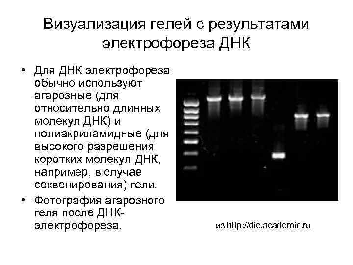 Визуализация гелей с результатами электрофореза ДНК • Для ДНК электрофореза обычно используют агарозные (для