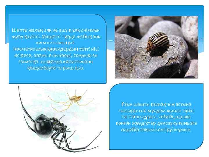 Шөпте жалаң аяқ не ашық аяқ киіммен жүру қауіпті. Міндетті түрде жабық аяқ киім