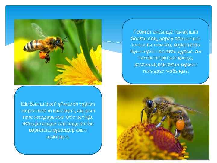 Табиғат аясында тамақ ішіп болған соң, дереу орнын тыптипыл ғып жинап, қораптарға буып-түйіп тастаған