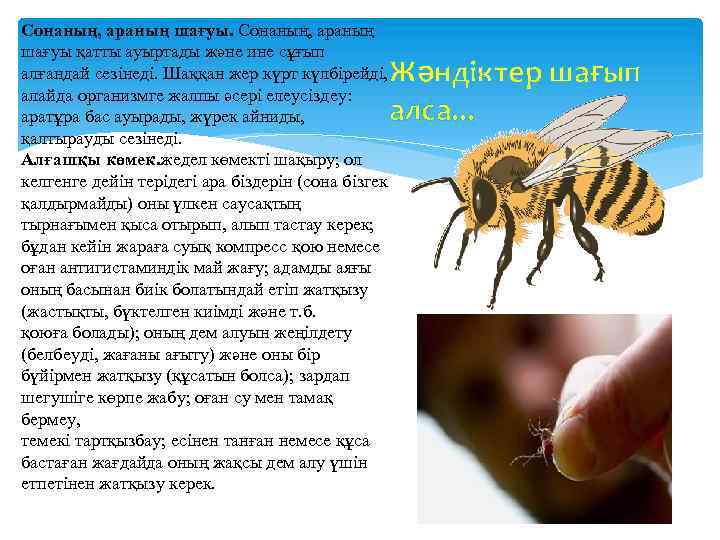 Сонаның, араның шағуы қатты ауыртады және ине сұғып алғандай сезінеді. Шаққан жер күрт күлбірейді,